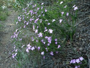 Leptodactylon californicum Plant